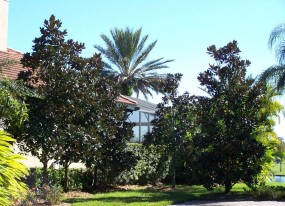 Landscaping Lakeland FL